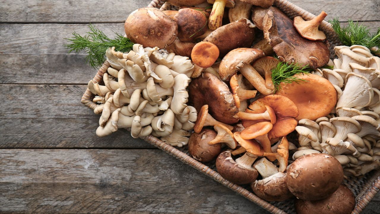 Champignons comestibles au Canada